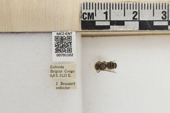 Media type: image;   Entomology 791102 Aspect: Labels